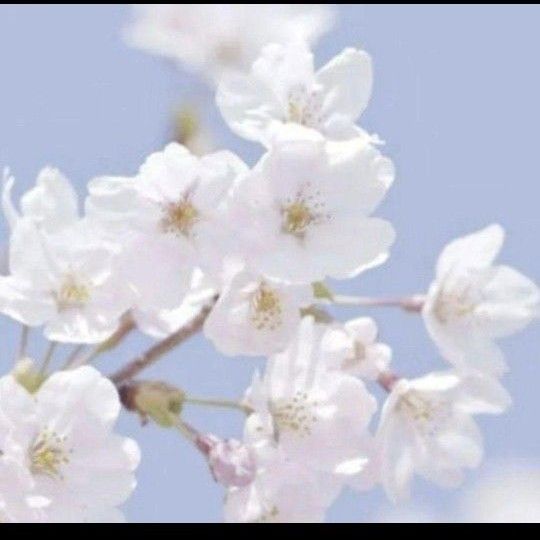 サクラ、桜の種子、染井吉野