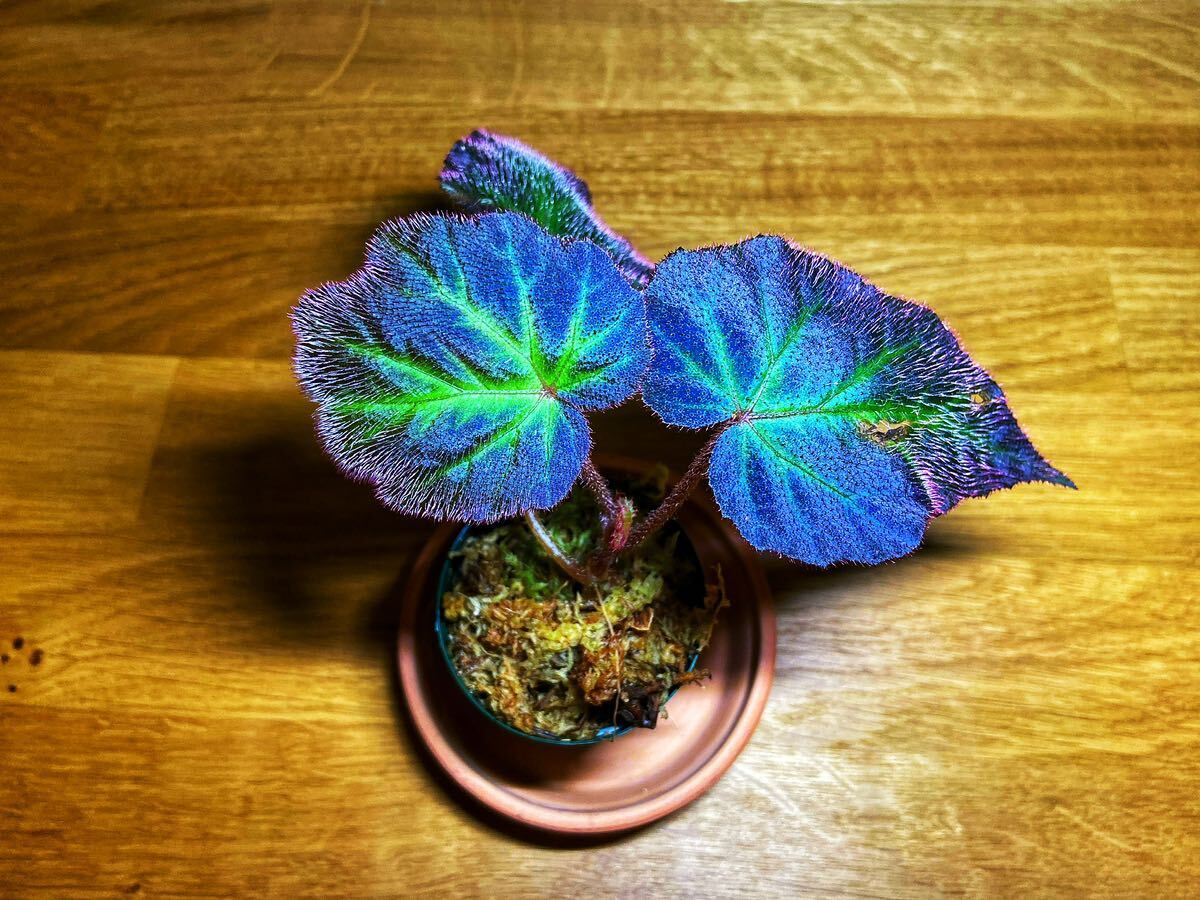 ベゴニア　ウタラ　begonia sp.Utara_画像2