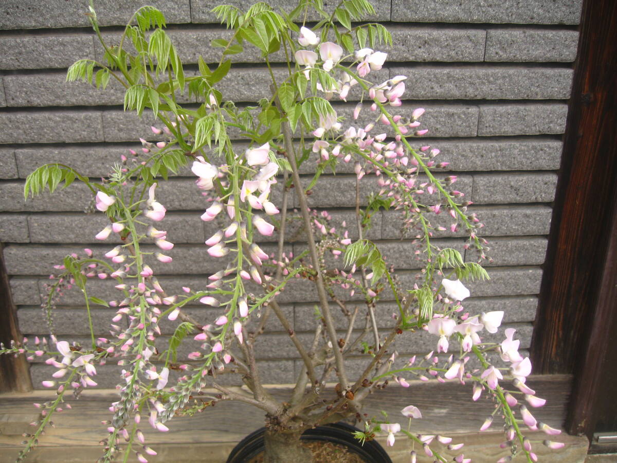 .. pink flower. wistaria [ lipstick ] height of tree approximately 60cm.. start - ①