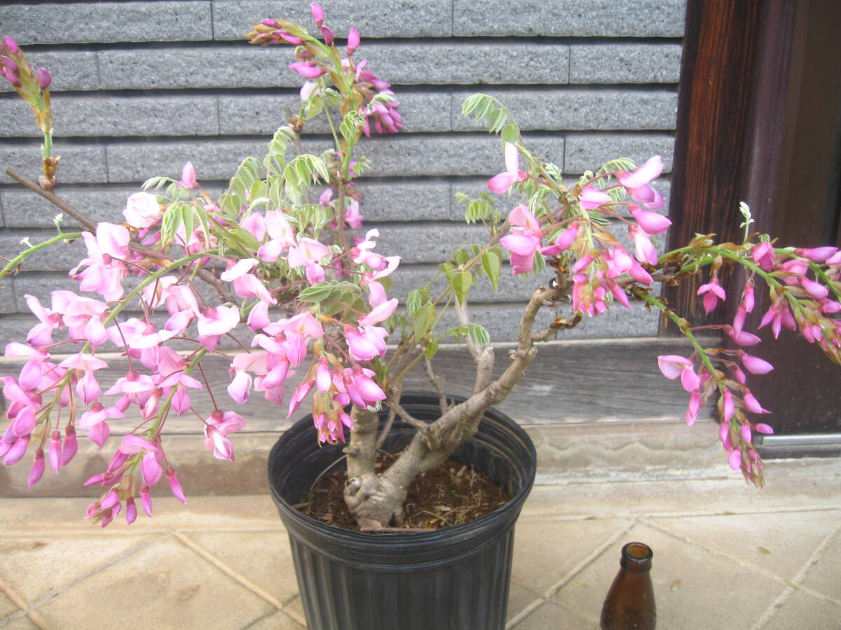  unusual goods kind. wistaria [ Showa era . wistaria ] height of tree approximately 45cm flower. color is pink 