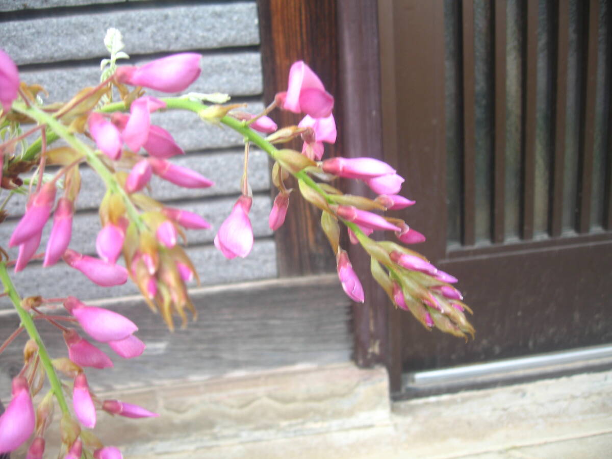  unusual goods kind. wistaria [ Showa era . wistaria ] height of tree approximately 45cm flower. color is pink 