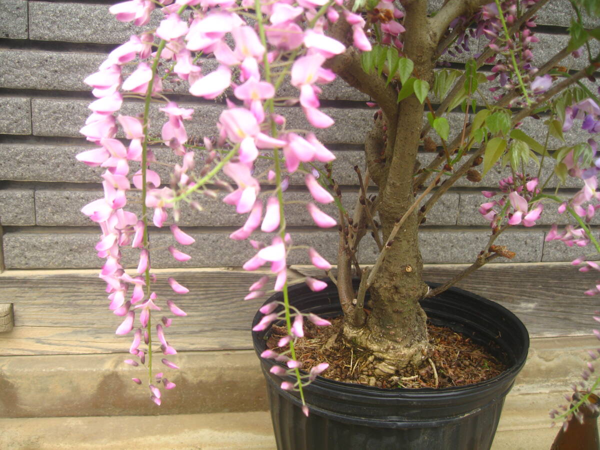  variegated flowering wistaria height of tree approximately 60cm pink & purple 