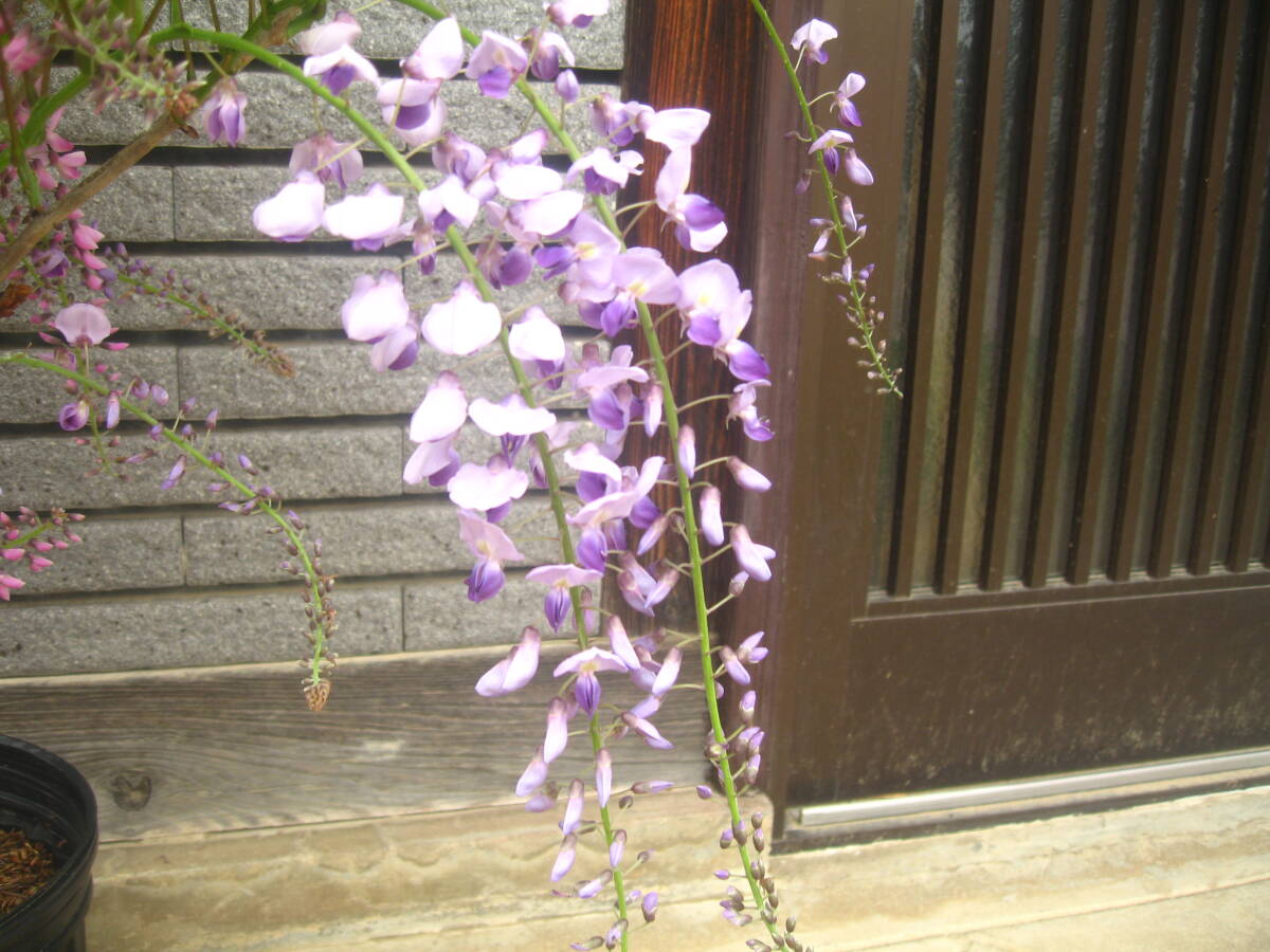 咲き分け藤 樹高約60cm ピンク&紫の画像4