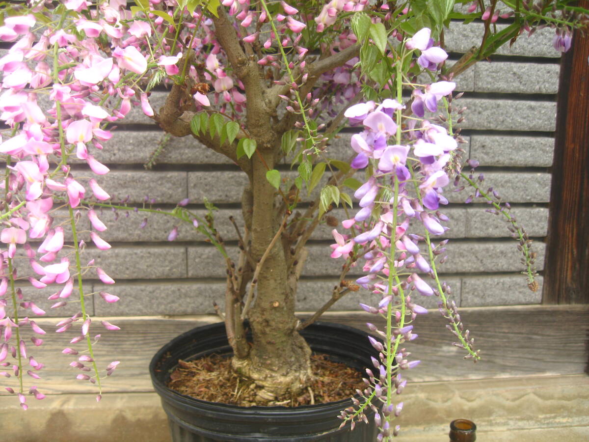 咲き分け藤 樹高約60cm ピンク&紫の画像5