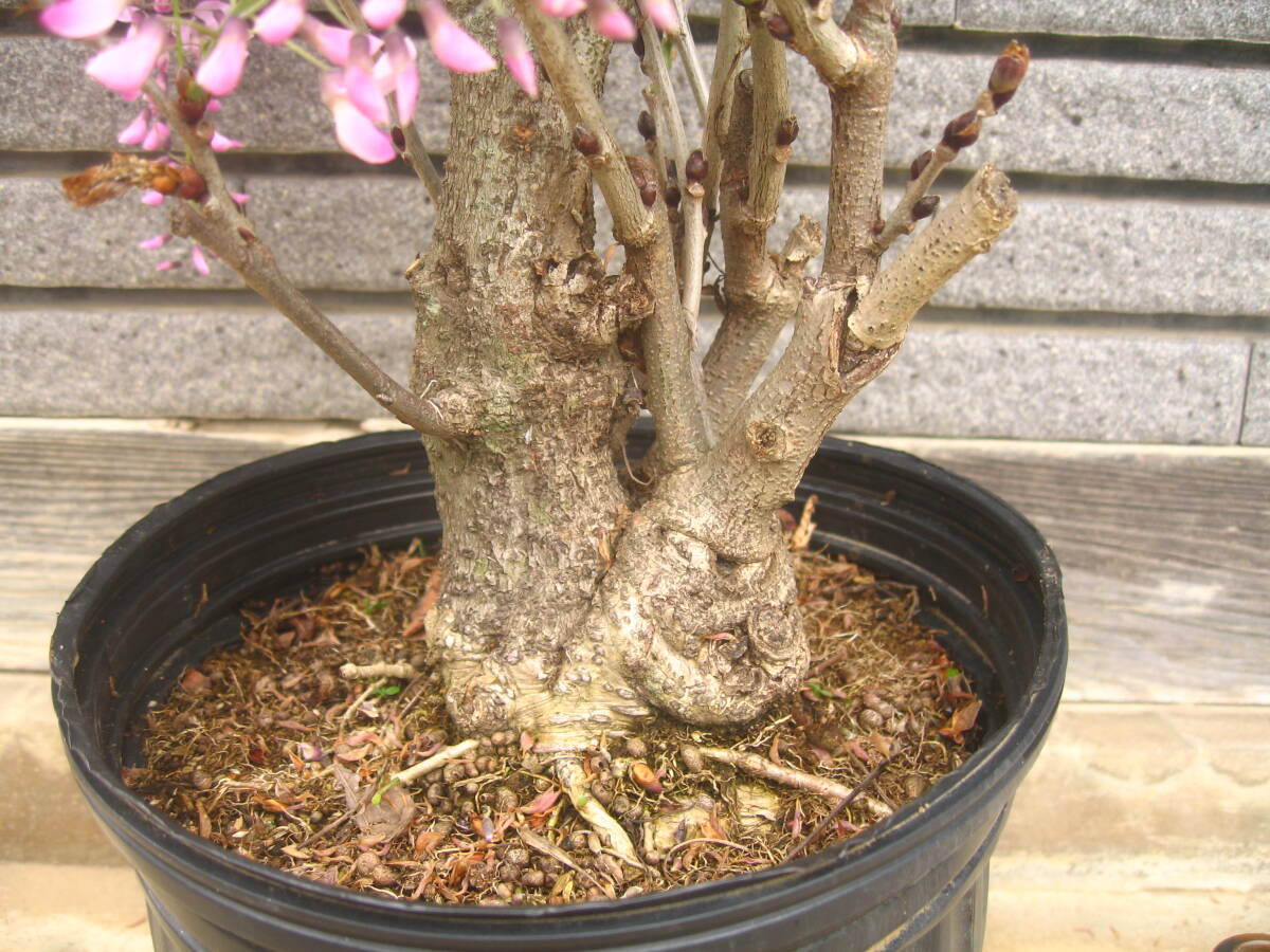  variegated flowering wistaria height of tree approximately 60cm pink & purple 