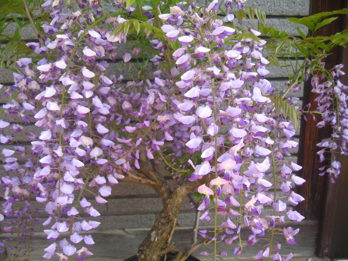 藤 山藤 紫花 樹高約60cm 開花中 ②の画像3