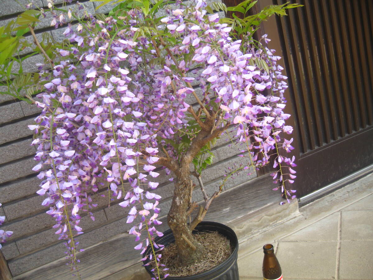 藤 山藤 紫花 樹高約60cm 開花中 ②の画像6