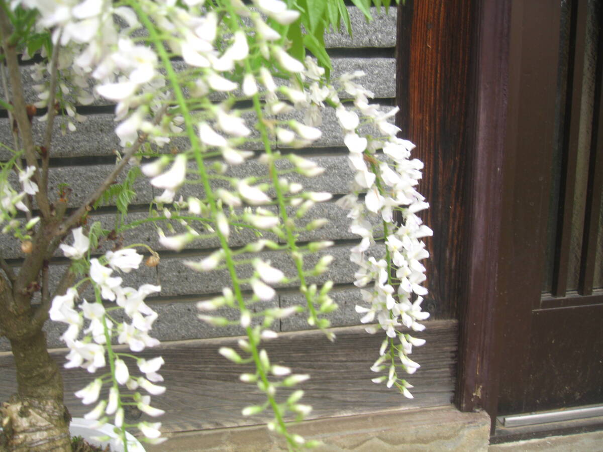  white flower. wistaria [ white length ] height of tree approximately 50cm