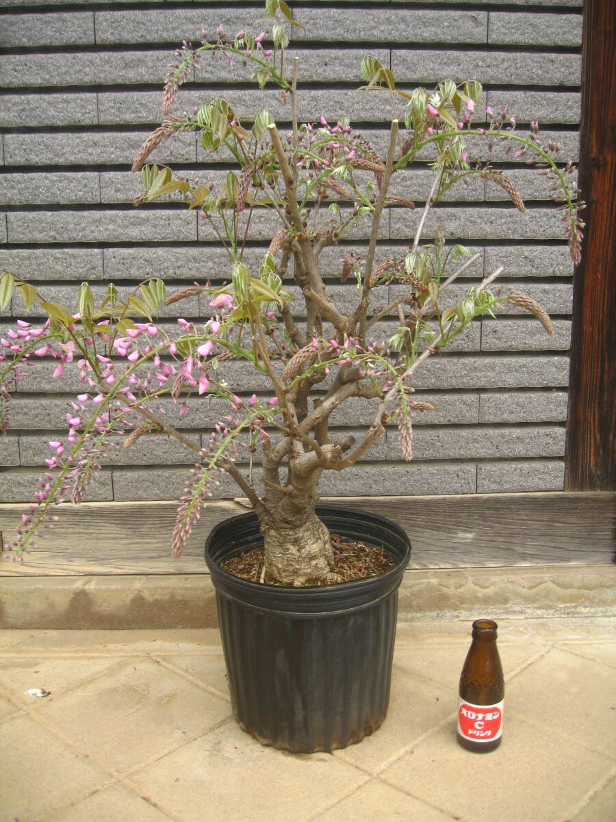 ピンク花の藤 【本紅】 樹高約55cm 咲き始めていますの画像1