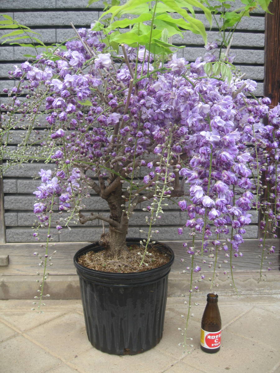 八重咲きの藤 【八重黒龍】 樹高約50cm 花芽付き の画像7