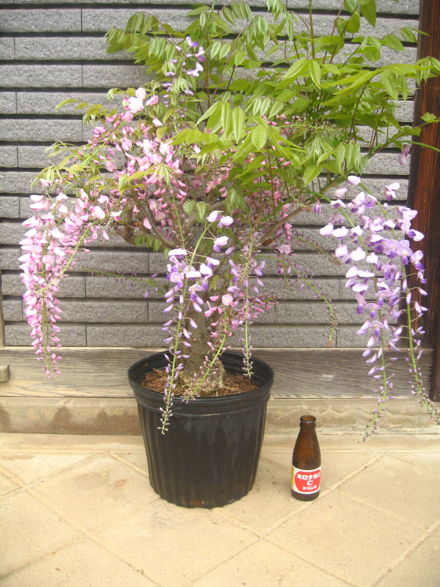 咲き分け藤 樹高約60cm ピンク&紫の画像1