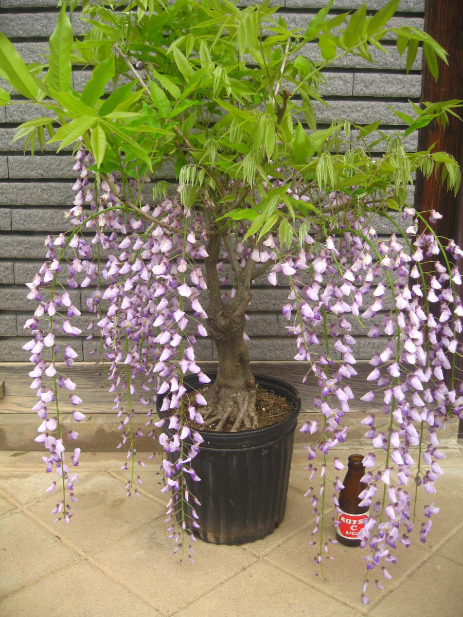  flower .. become longer wistaria [ 9 shaku wistaria ] height of tree approximately 60cm blooming middle 