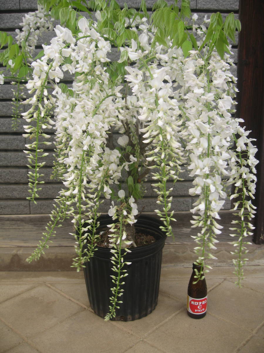 白い花の藤　【白長】　樹高約30cm　_見本品