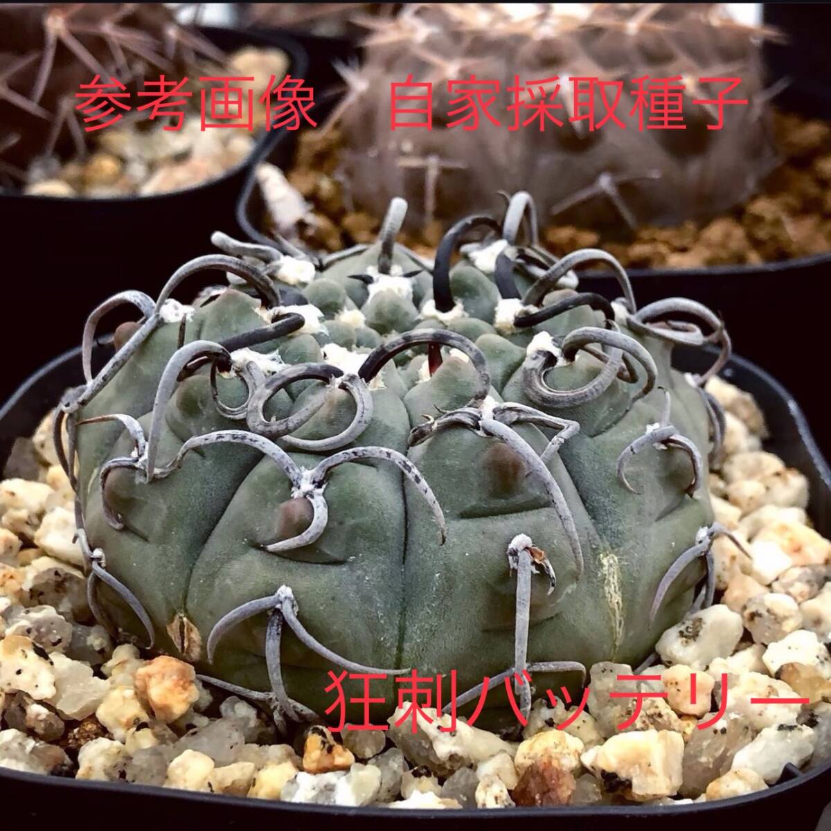 ４５ 自家採取種子 20粒 狂刺バッテリー Gymnocalycium vatteri 検索 @Leafy works 黒王丸の画像2