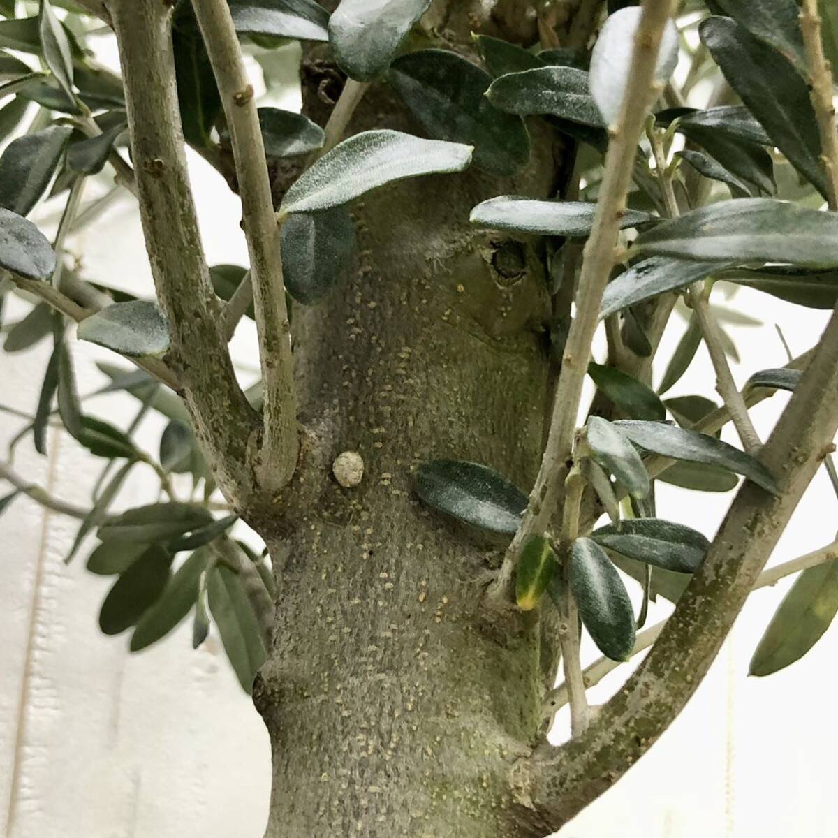 盆栽 玉仕立て オリーブの木 シプレッシーノ souju 81_画像8
