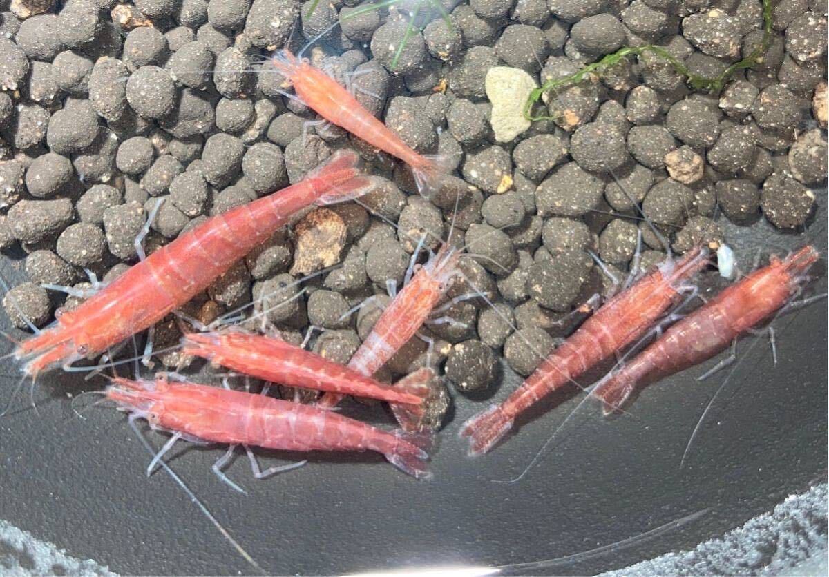 [ limited amount ] red * yellow * white mi Nami freshwater prawn each 10 pcs [ Kochi prefecture production ]* Hokkaido * Okinawa district to shipping is pause among .* Cherry shrimp is not *