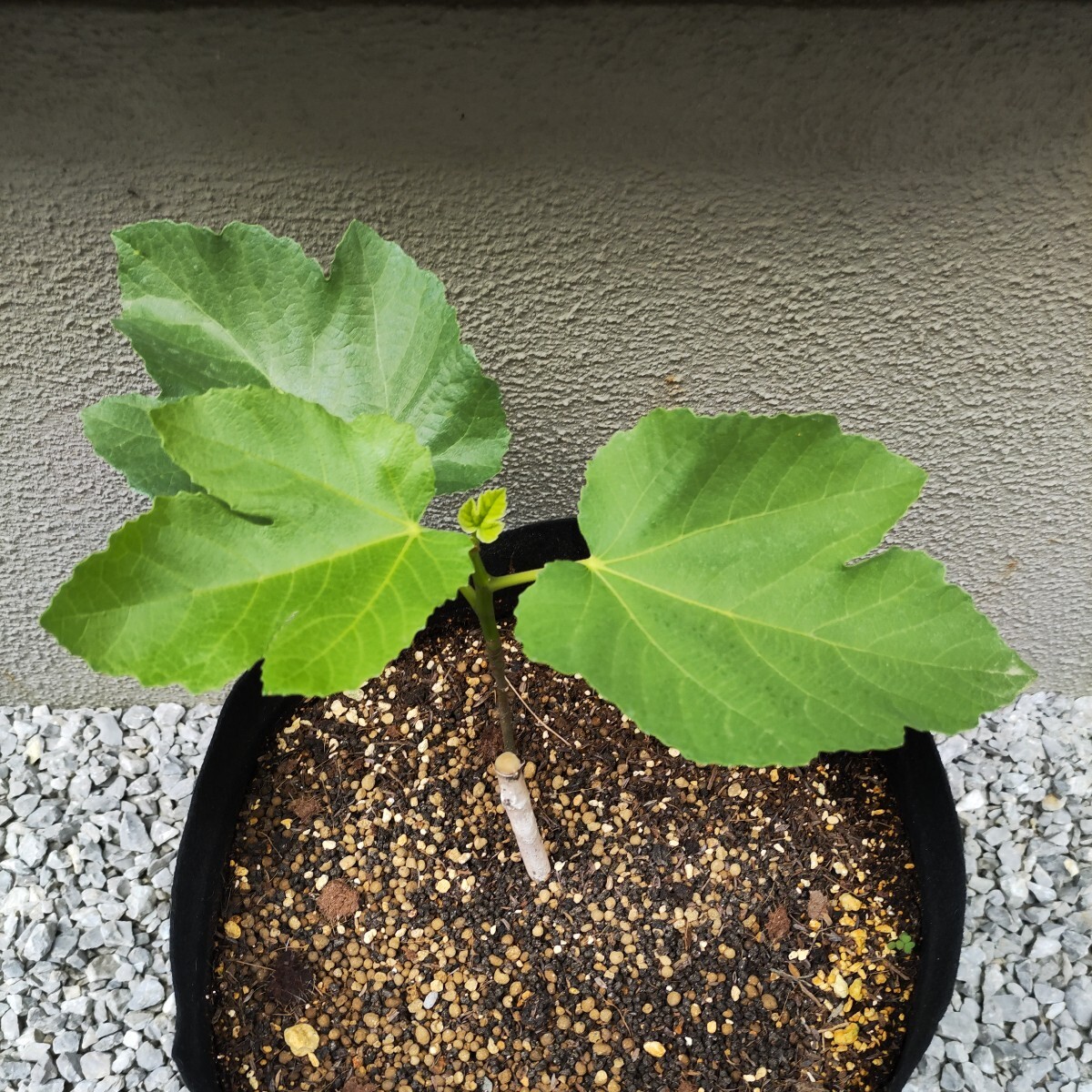Tropical Goldenberry挿木苗 イチジク 専用】Tropical Goldenberry挿木苗 イチジク Tropical