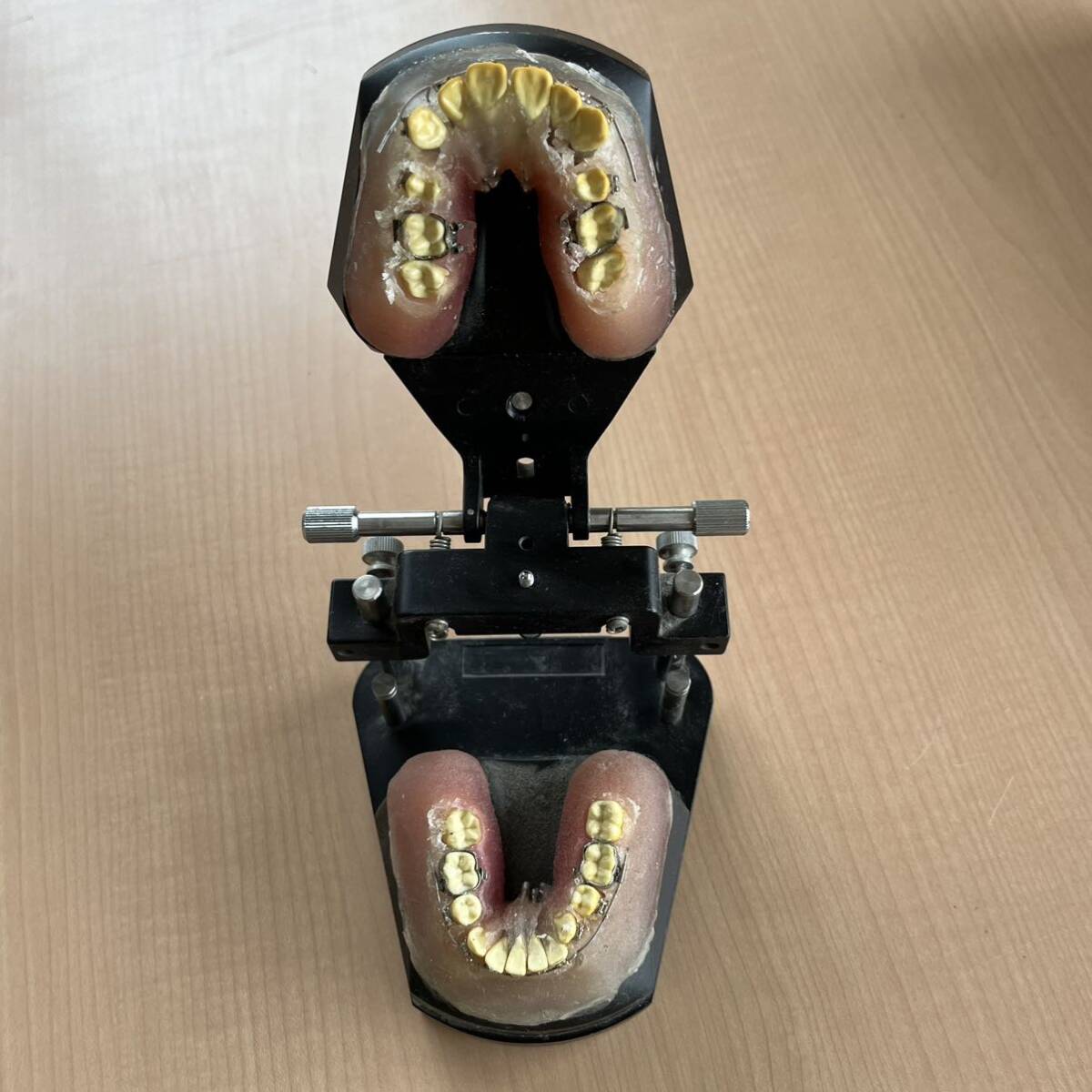 タイポドント 歯科 矯正実習用 歯 中古品 歯科矯正 ワイヤー Yの画像4