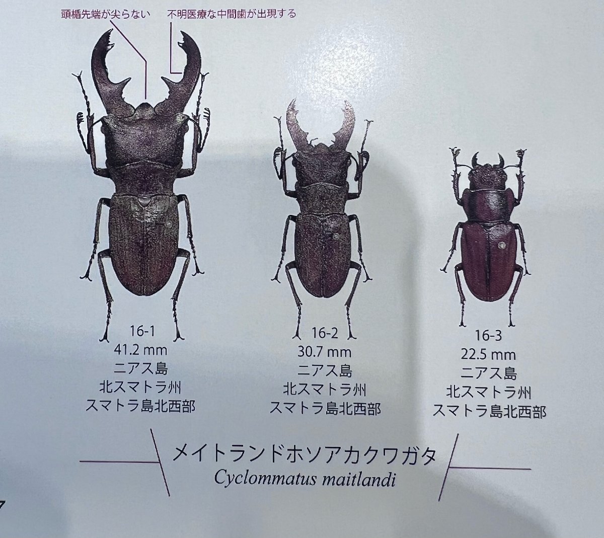 NO1 ファウ二コロールホソアカクワガタ A-♂33ミリ♀19ミリ・(NIAS・Island)・WD・成虫・昆虫販売アリスト・1円の画像4