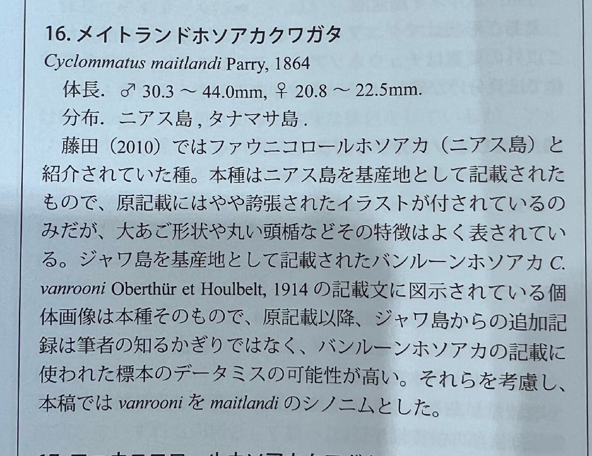 NO1 ファウ二コロールホソアカクワガタ A-♂33ミリ♀19ミリ・(NIAS・Island)・WD・成虫・昆虫販売アリスト・1円の画像5