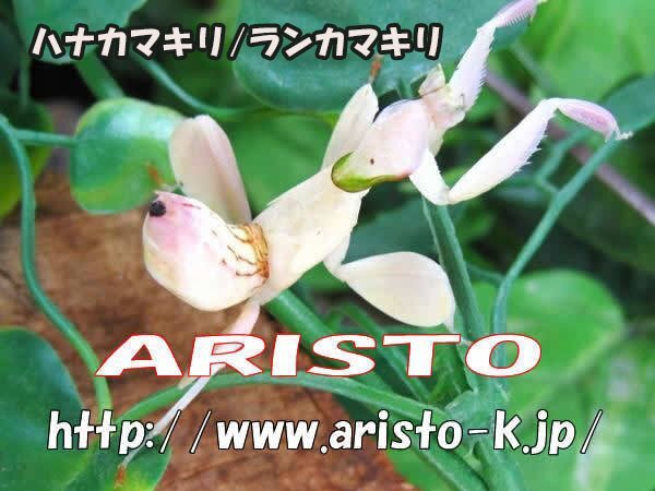 ハナカマキリ幼虫  ♂2センチ前後♀2.5センチ前後・WD・大人気!昆虫販売アリストの画像1