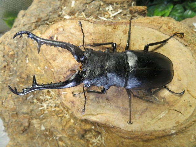 ギラファノコギリクワガタ　♂82ミリ♀42ミリ・MT.TAMBORA・WD・初物・クワガタ通販アリスト_画像2