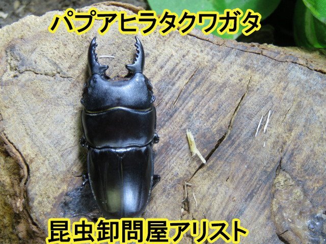  パプアヒラタクワガタ ♂40ミリ♀24ミリ・ARFAK・昆虫販売アリスト・WD・成虫・1円の画像1