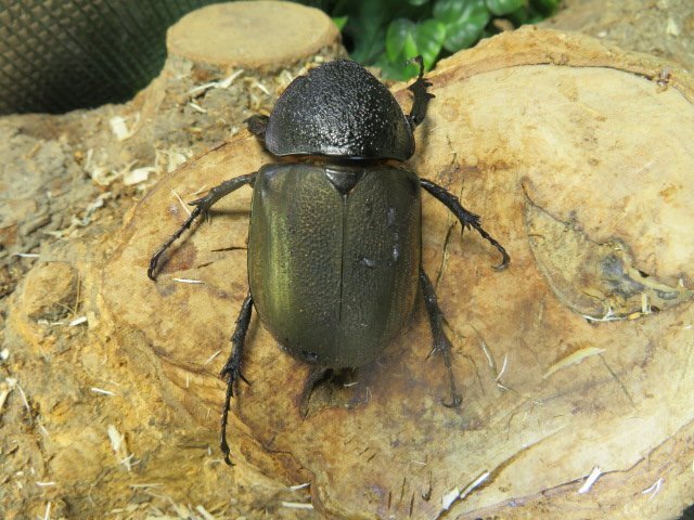 NO1 アトラスオカブト A-♂70ミリA-♀55ミリ・(Nias Island)・WD・成虫・カブトムシ販売アリストの画像2