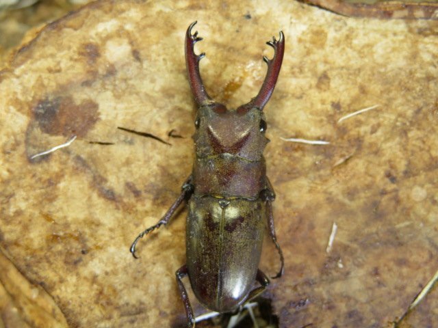 NO9 セリケウスノコギリクワガタ♂32ミリ♀20ミリ・(NIAS・Island)・WD・成虫・昆虫販売アリストの画像1