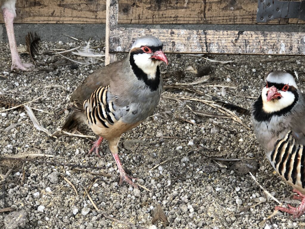 イワシャコの食用有精卵 10個 種卵 キジ 雉 鶏 ニワトリ キンケイの画像1