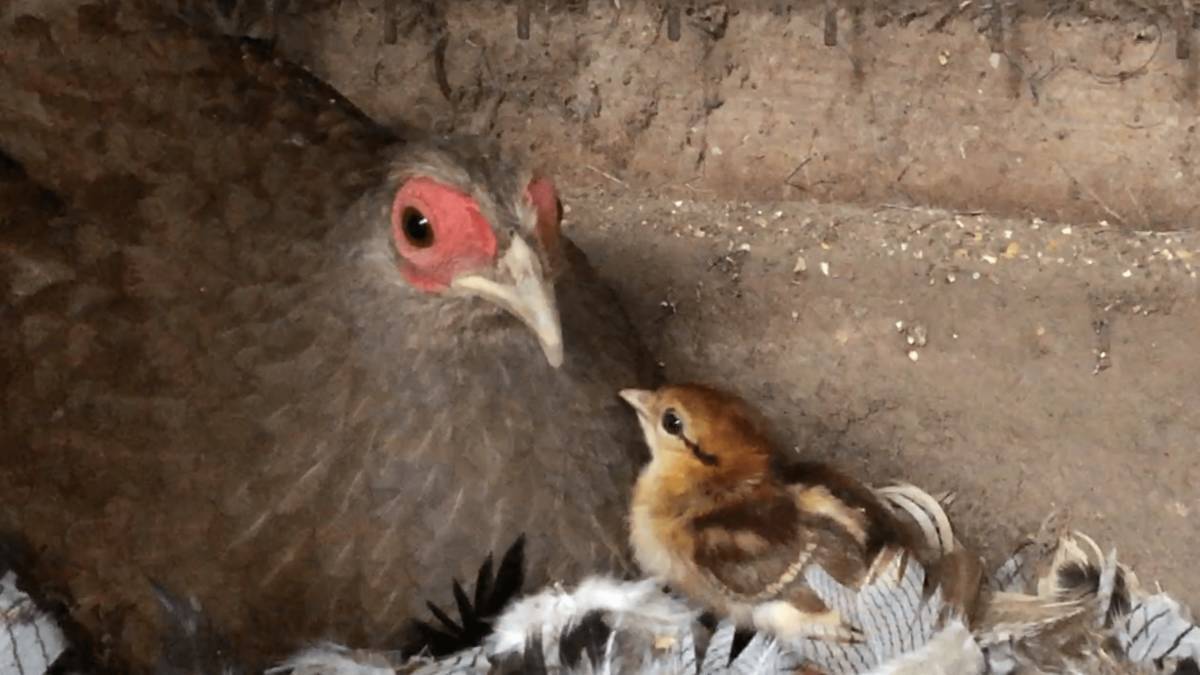 ハッカンの食用有精卵 5個 種卵 キジ 雉 ニワトリ 鶏の画像2