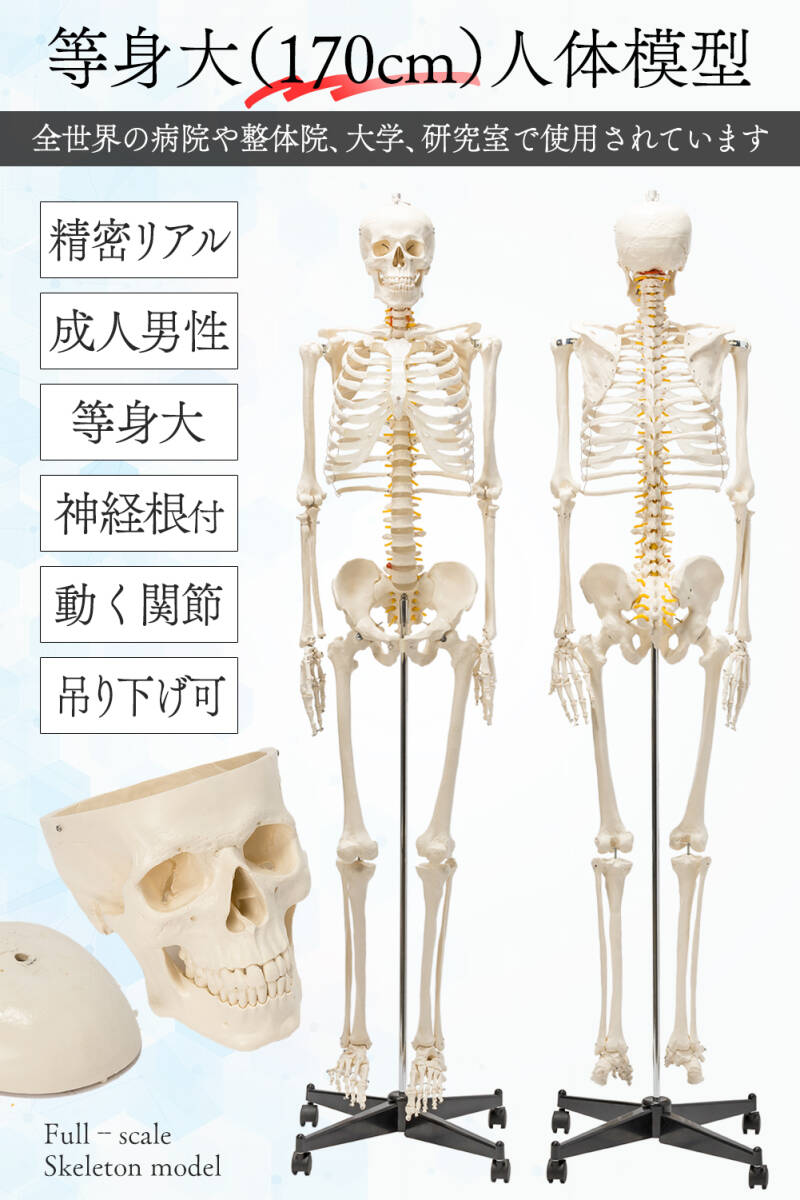 【展示品・美品】等身大 人体模型 170cm 神経根有り 全身骨格模型 骨格標本 骸骨模型 人骨模型 骨格模型 ガイコツ 靭帯 全身模型の画像2