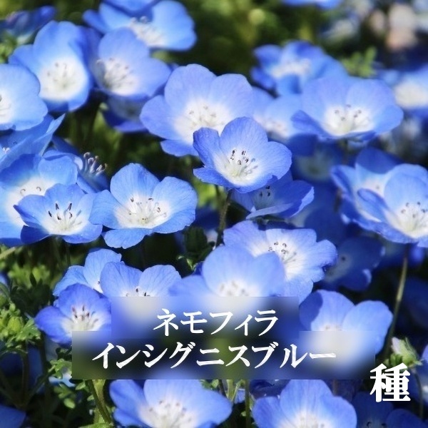 寒地・寒冷地向き　春まき花の種　ネモフィラ・インシグニスブルー　50粒　一年草_画像1
