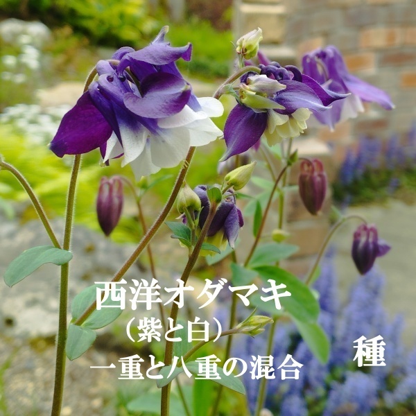 春まき花の種 西洋オダマキ・紫と白 30粒（一重咲きと八重咲の混合）宿根草の画像1