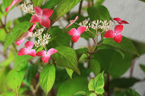 山野草　ヤマアジサイ　紅（蕾あり）　苗_開花見本写真