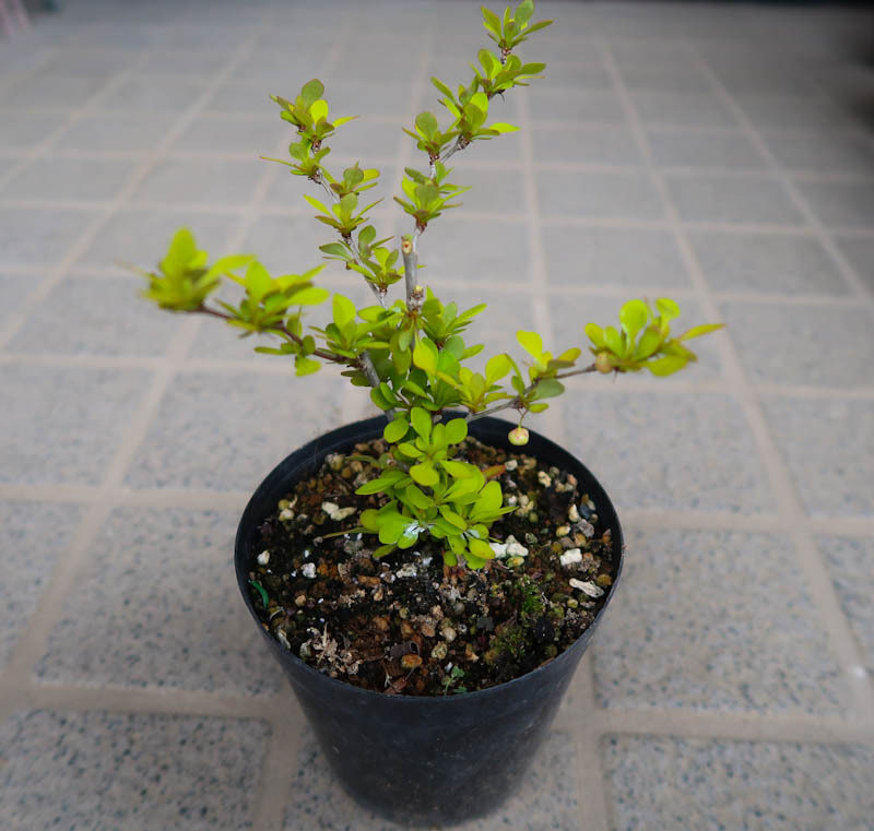 山野草 間もなく開花 落葉低木 黄金メギ（メギ・オーレア） 苗の画像3