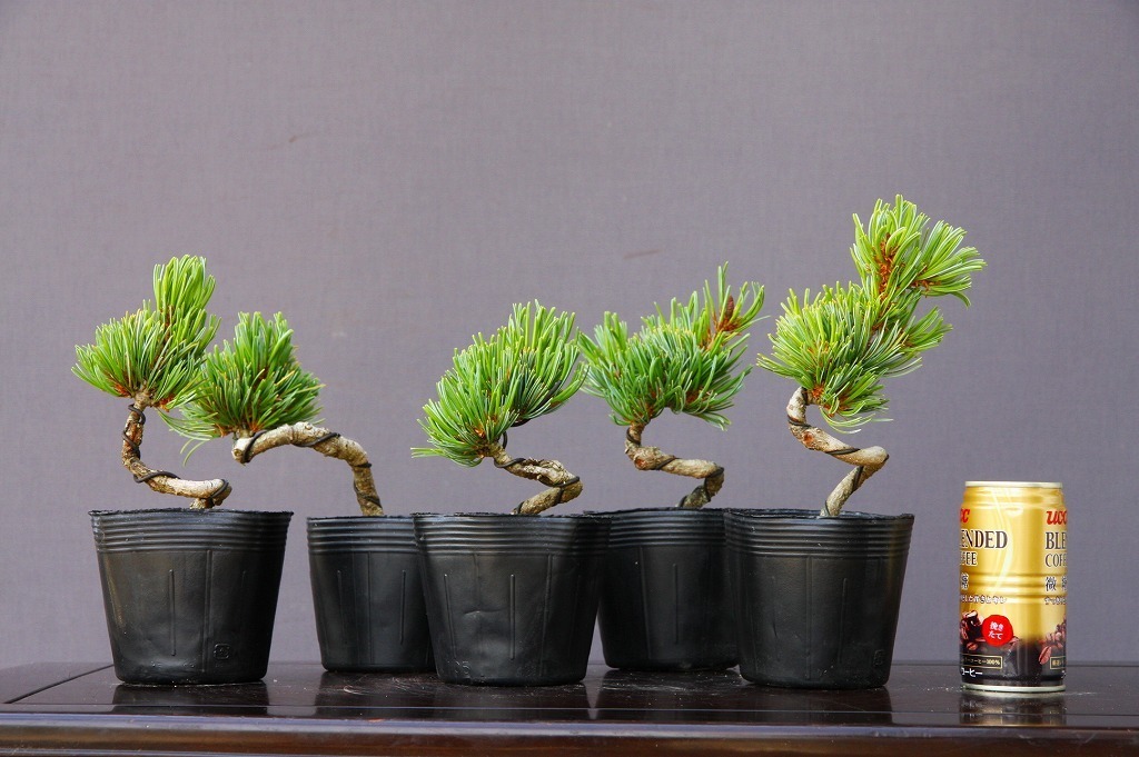 ( stock ) one ... island . leaf pine 5ps.@ shohin bonsai |..4 year 