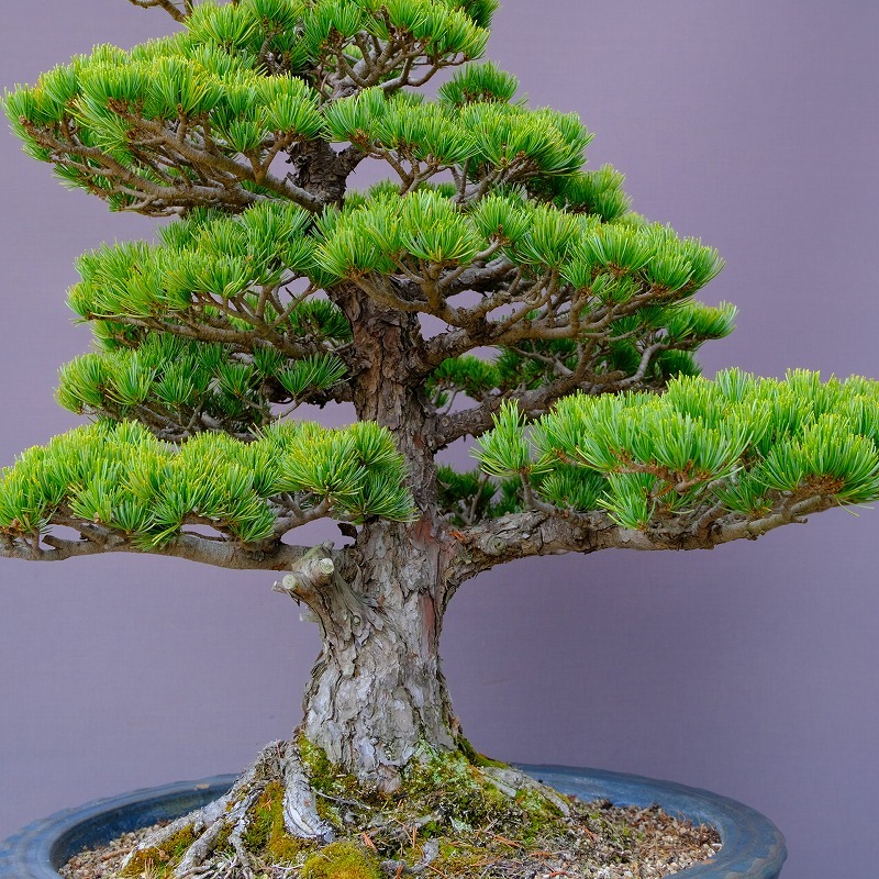 ( stock ) one ... leaf pine large goods bonsai |..50 year 