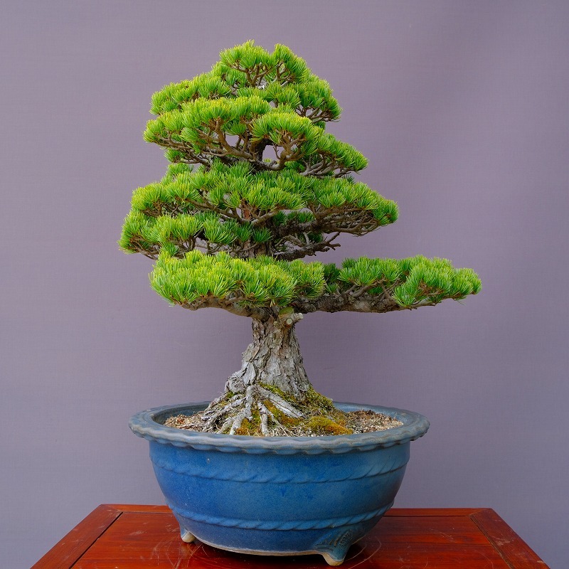 ( stock ) one ... leaf pine large goods bonsai |..50 year 