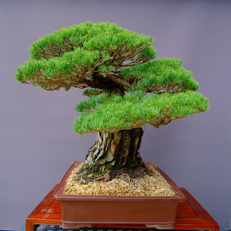 ( stock ) one ... island . leaf pine large goods bonsai |..150 year 