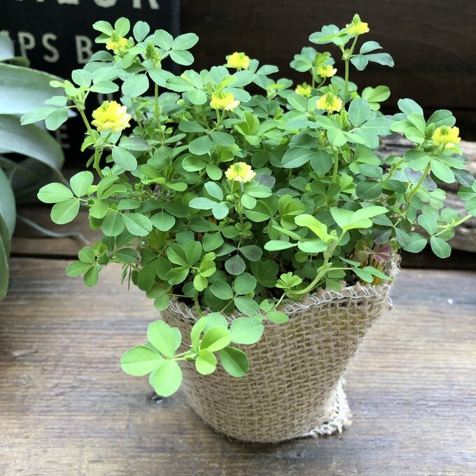 ... yellow color. Lucky clover ground cover ... measures gardening 