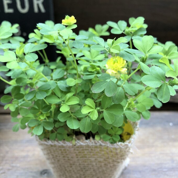 ... yellow color. Lucky clover ground cover ... measures gardening 