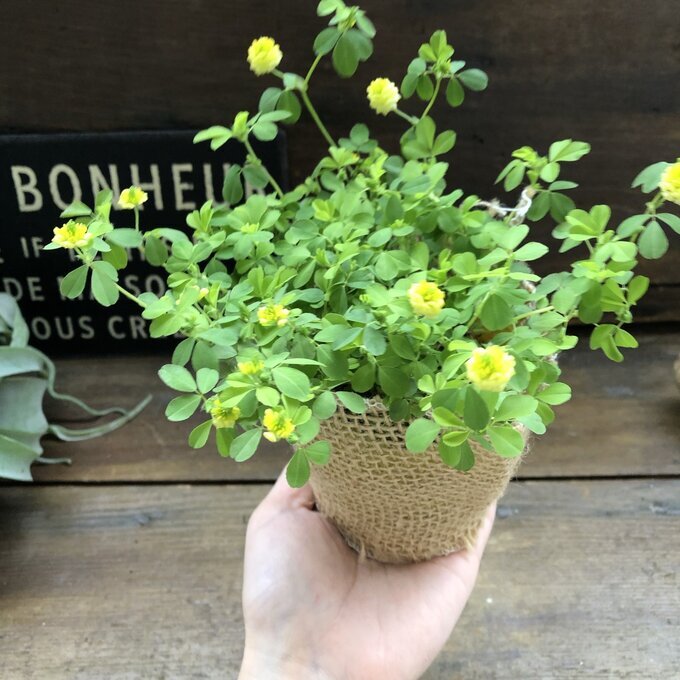 ... yellow color. Lucky clover ground cover ... measures gardening 