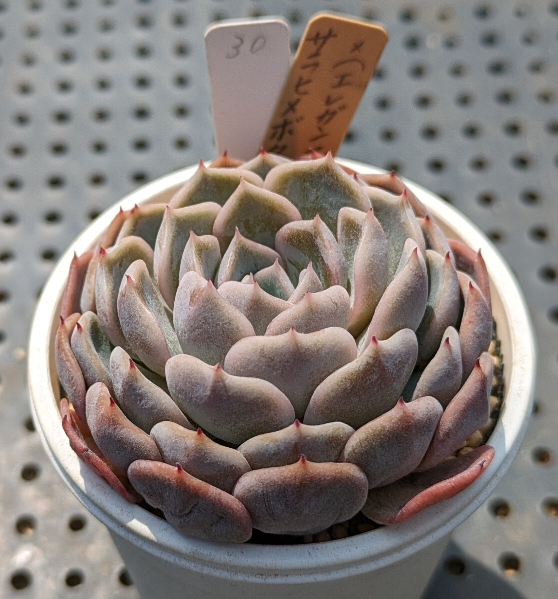 30.サラヒメボタン×（エレガンス×ラウイ） 実生苗 エケベリア 国産 多肉 Echeveria_画像1