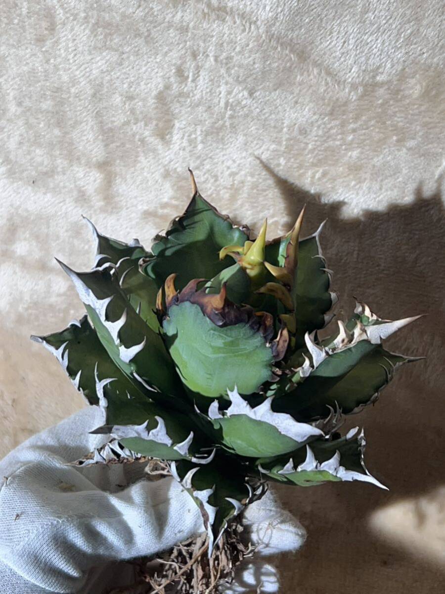 [@turnplant_]台湾株 親株 極大株 agave titanota アガベ チタノタ ゴリ猫 赤猫 レッドキャットウィーズル 皇冠 悪魔くん 短葉強棘 特選 _画像4