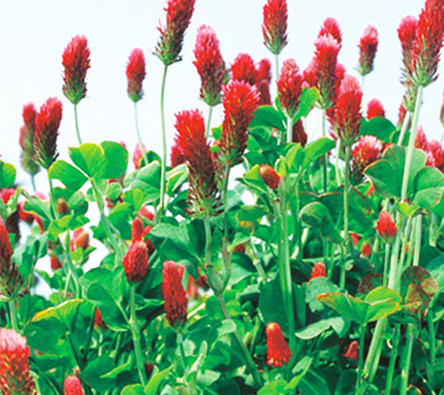 【緑肥】クリムソンクローバー・ディクシー 50粒 種 ダイズシストセンチュウ対策 種子  野菜  家庭菜園の画像1