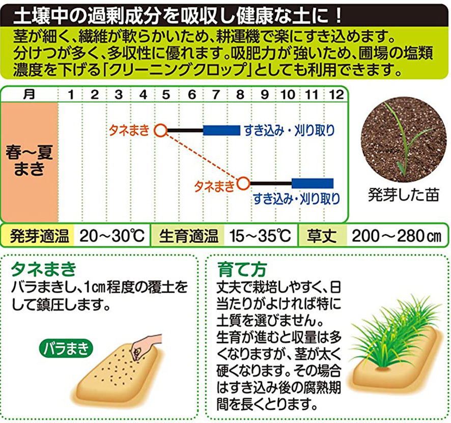 【緑肥】　 ソルガム 緑肥用ソルゴー　50粒　種　種子　　野菜　　家庭菜園_画像2