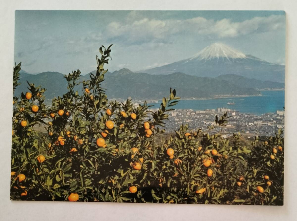 絵葉書　富士山　日本平　みかん畑と富士　　　　　　　　　　　　　　　　　　　　　　　　　　　_画像1