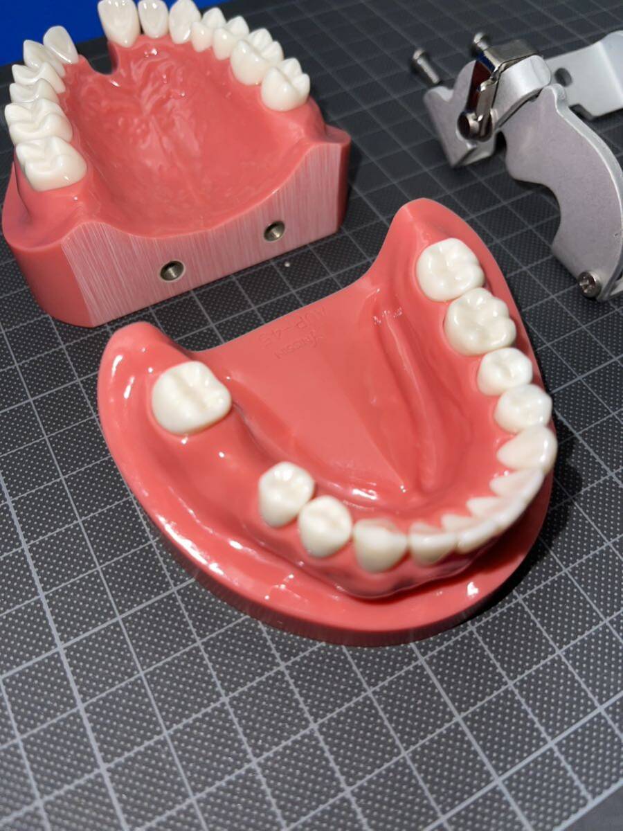 歯科用 顎模型の画像2