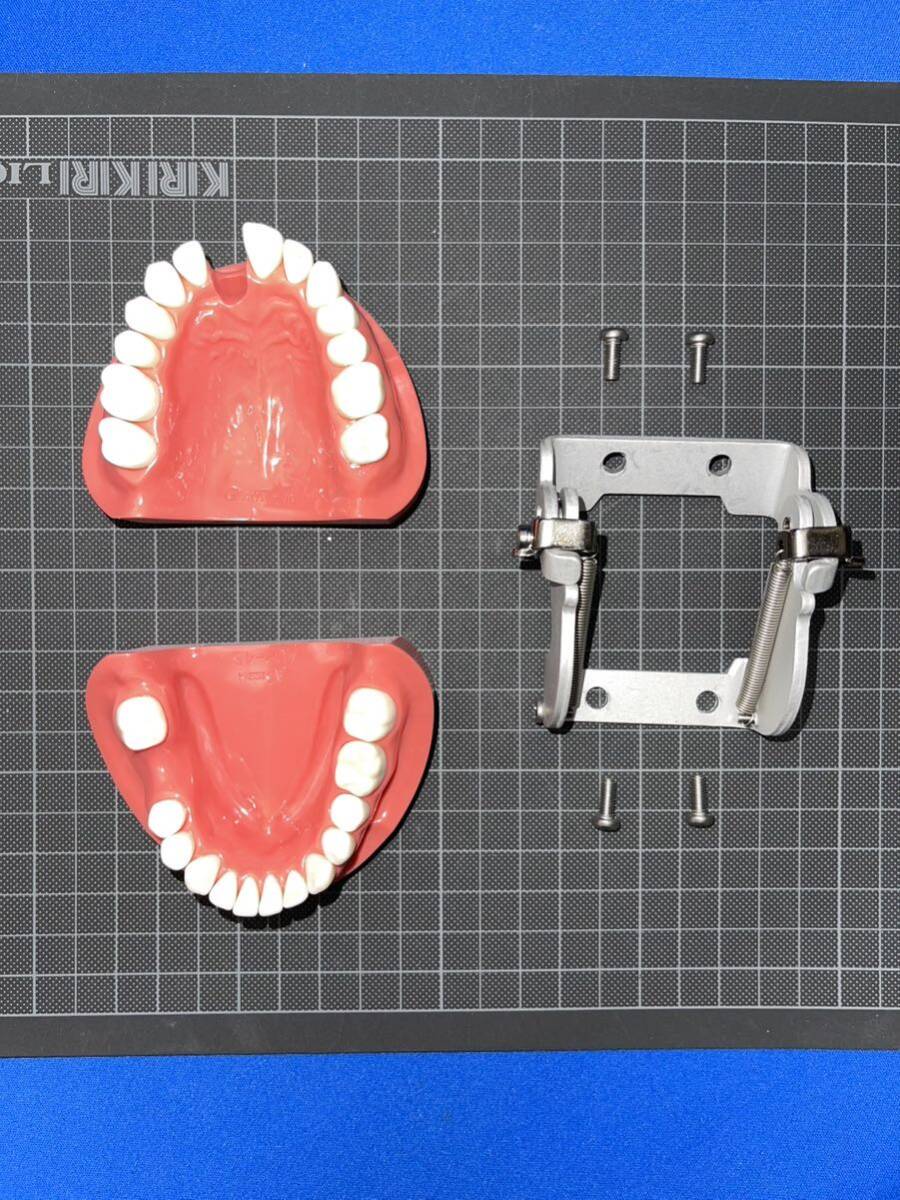 歯科用 顎模型の画像1